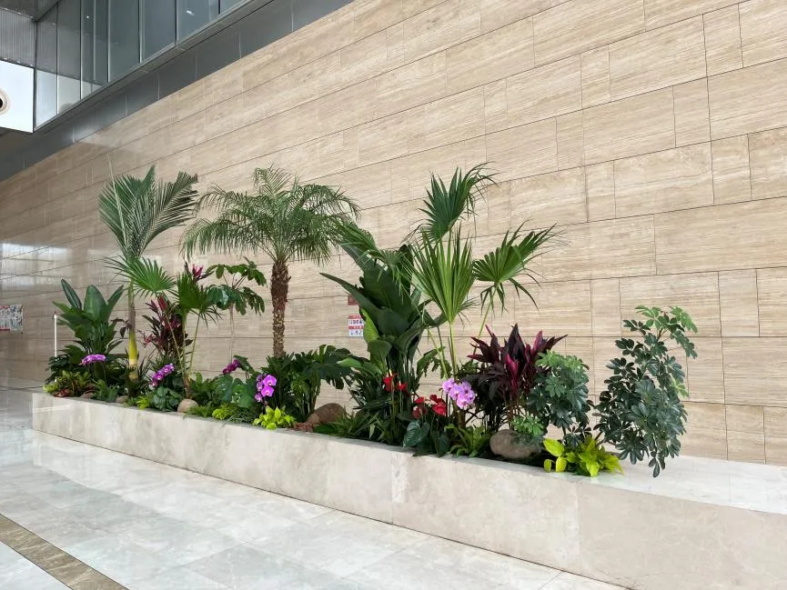 超赞!宁波植物出租服务好到没话说